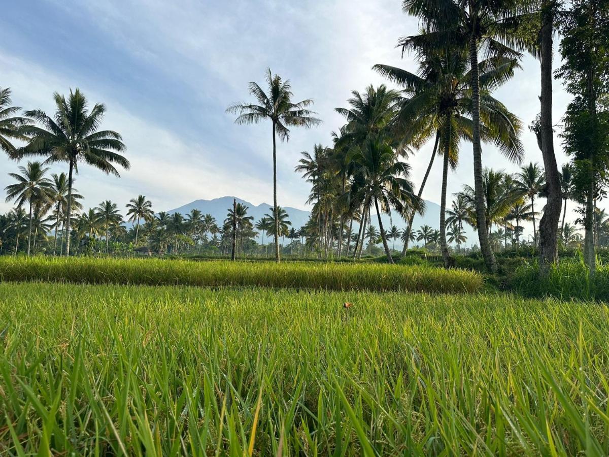 Mysha Guest House-Lombok Tetebatu Luaran gambar